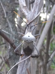 Acanthocephala alata