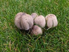Coprinopsis atramentaria