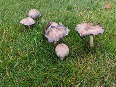 Coprinopsis atramentaria