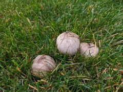 Coprinopsis atramentaria