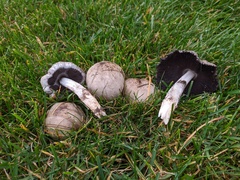 Coprinopsis atramentaria
