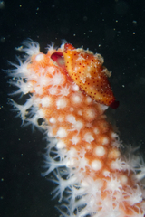 Crenavolva leopardus