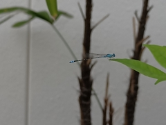Pseudagrion microcephalum