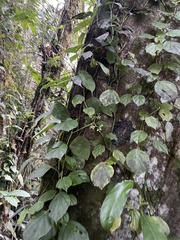 Begonia glabra
