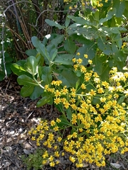 Acrisione denticulata