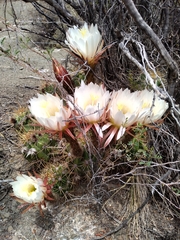 Trichocereus candicans