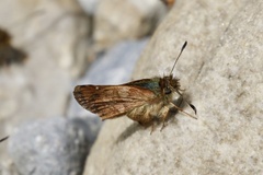Dalla