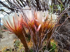 Trichocereus candicans