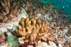 Cladiella