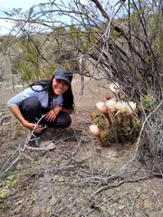 Trichocereus candicans