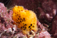 Mycale humilis