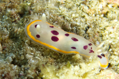 Goniobranchus tumuliferus