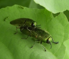 Agaeocera scintillans