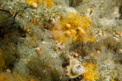 Gymnanthenea difficilis