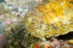 Gymnanthenea difficilis