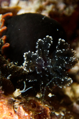 Dendrodoris arborescens
