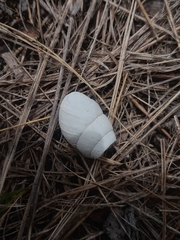 Plagiodontes