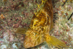 Cirrhitichthys aureus