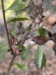Rhopalomyia baccharis