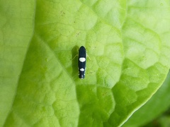 Juliaca satelles