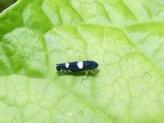 Juliaca satelles