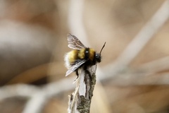 Bombus hortulanus