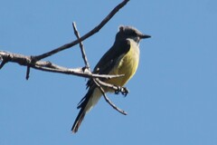 Tyrannus