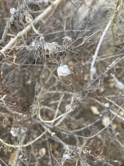 Rhopalomyia floccosa