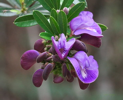 Periandra mediterranea