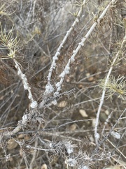 Rhopalomyia floccosa
