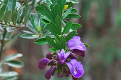 Periandra mediterranea