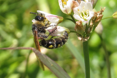 Campsomeris bistrimacula