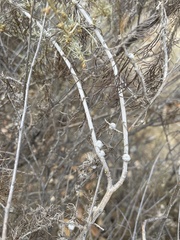 Rhopalomyia floccosa