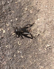 Teleogryllus commodus