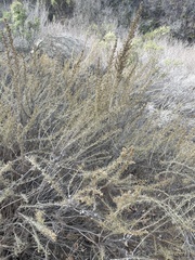 Rhopalomyia floccosa