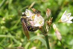Campsomeris bistrimacula