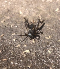 Teleogryllus commodus