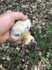 Gyroporus cyanescens