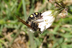 Campsomeris bistrimacula