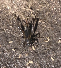 Teleogryllus commodus