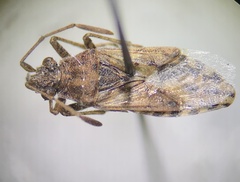 Rhopalidae