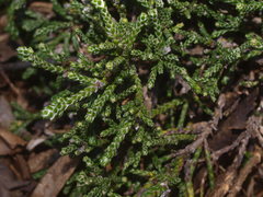 Helichrysum intermedium