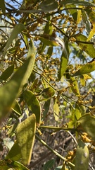 Phoradendron nervosum