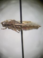 Rhopalidae