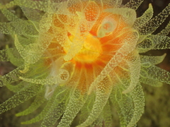 Dendrophyllia arbuscula