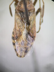 Rhopalidae