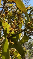 Phoradendron nervosum