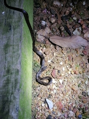 Leptodeira ashmeadii