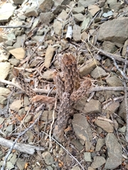 Pterocactus tuberosus