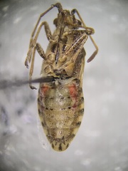 Rhopalidae